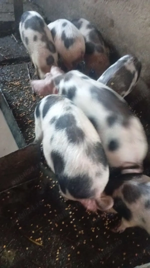 Vand porci mari, purcei și vaci - imagine 3