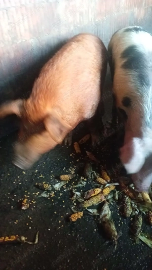 Vand porci mari, purcei și vaci - imagine 5