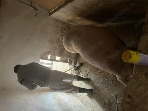 Scroafă 2 ani jumate