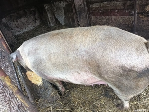 Vând porci pentru Crăciun