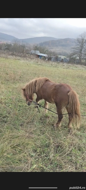 vând ponei armăsar 