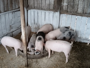 Purcei 30   35 kg  - imagine 2