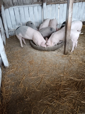 Purcei 30   35 kg  - imagine 3