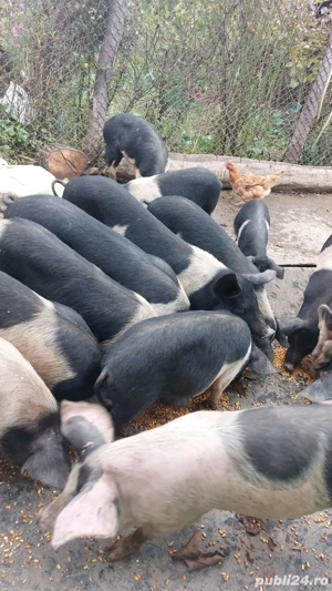 Vând purcei basna!  - imagine 3