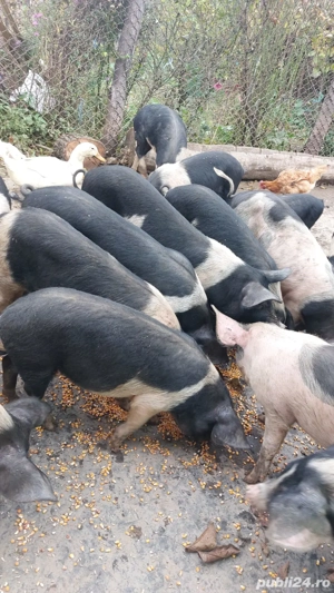 Vând purcei basna!  - imagine 4