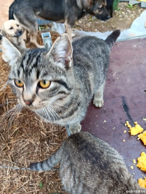 pisicuțe de vânzare  - imagine 3