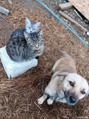 pisicuțe de vânzare  - imagine 4