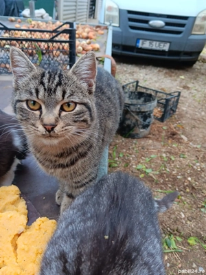 pisicuțe de vânzare  - imagine 2