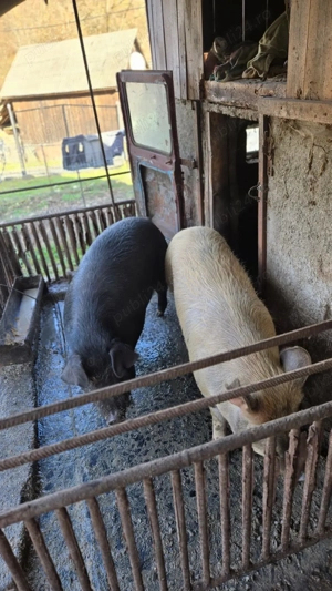 Vând porci - imagine 2