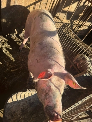 Porci de vânzare pentru Crăciun - imagine 4