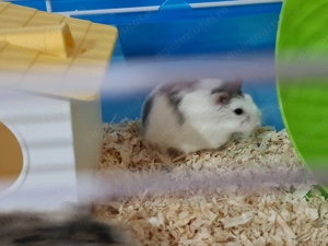 Donez 2 hamsteri mici si draguti - imagine 3