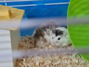 Donez 2 hamsteri mici si draguti - imagine 2