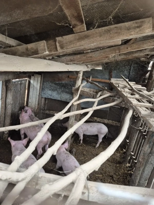 Porci de vanzare de tara  - imagine 2