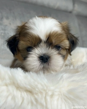 Shih-tzu talie mica