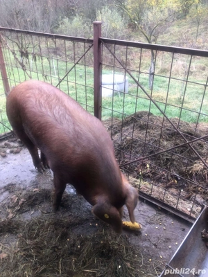 Porc de vanzare - imagine 3