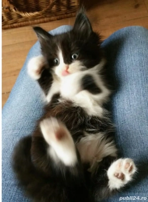 Siberiană De Pădure 