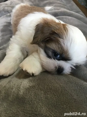 shih-tzu talie mica - imagine 2