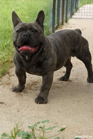Mascul bulldog francez disponibil