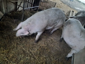 Porci de vanzare - imagine 3