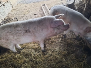 Porci de vanzare - imagine 2