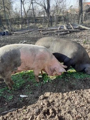 Vand porci Valcelele Bune