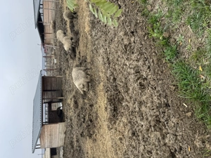 Purcei Mangalita Blonda - atat pt Craciun cat si mici medii de reproductie - imagine 5