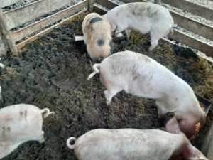 Purcei de vanzare - imagine 2