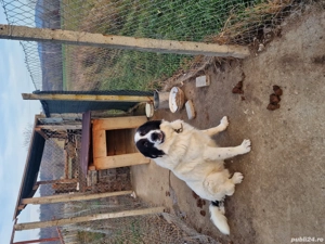 ciobanesc de bucovina