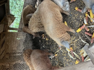 Vand porci mangalita! Aproximativ 50-60kg! - imagine 3