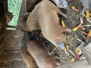 Vand porci mangalita! Aproximativ 50-60kg! - imagine 2