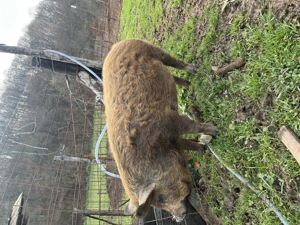 Vand porci mangalita! Aproximativ 50-60kg! - imagine 5