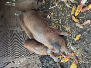 Vand porci mangalita! Aproximativ 50-60kg! - imagine 4