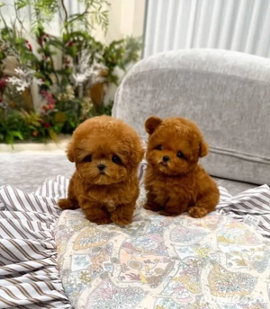Maltipoo mini Toy Poodle toy Pudel Toy Roșcat -Apricot 