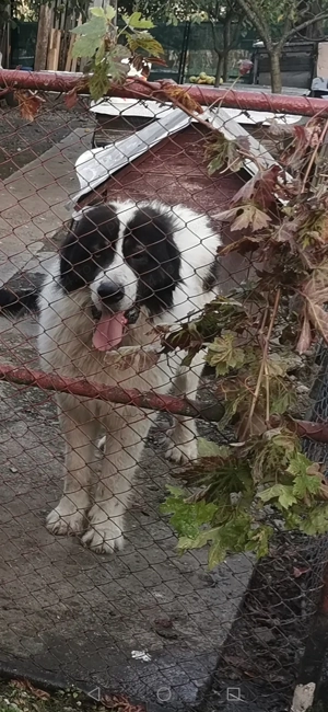 Mascul Ciobănesc de Bucovina 