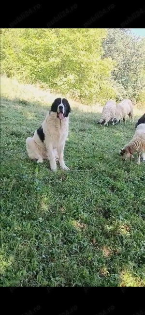 Mascul Ciobănesc de Bucovina  - imagine 2