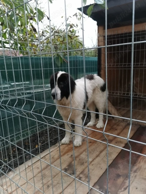 Mascul Ciobănesc de Bucovina  - imagine 3