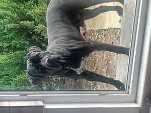 Vând cane corso - imagine 2