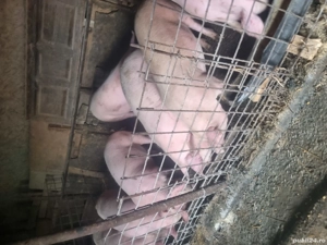 vand porci mari - imagine 2