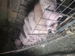 vand porci mari - imagine 3