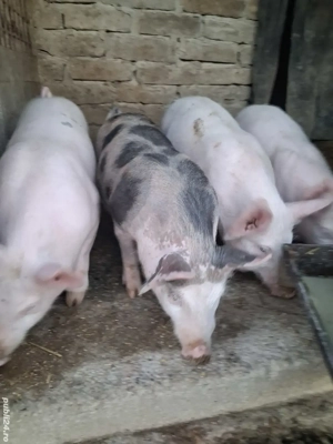 de vânzare 4 șoldănei 30 kg rasă marele alb și petrean ofer transport 