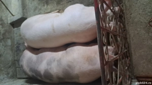 Vănd porci de carne  - imagine 3