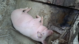 Vănd porci de carne 