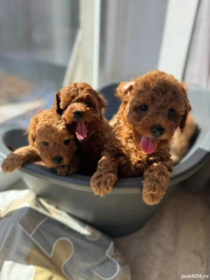 Baietel caniche   pudel red toy 