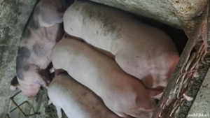 Vănd porci de carne  - imagine 2