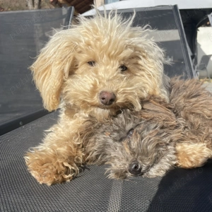 Caniche Pudel Barboncino Crem Apricot Champagne