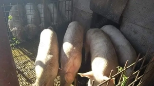 Porci landrace 100-150 kg