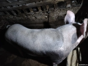 Scroafă Marele Alb și Petrean de vînzare aproximativ 230kg.crescută bio.