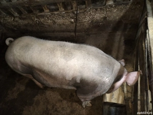 Scroafă Marele Alb și Petrean de vînzare aproximativ 230kg.crescută bio. - imagine 2