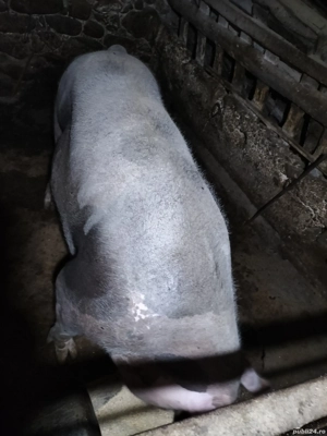 Scroafă Marele Alb și Petrean de vînzare aproximativ 230kg.crescută bio. - imagine 5