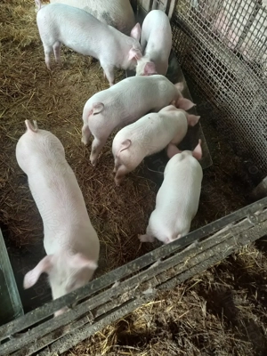 Purcei de vânzare  - imagine 2